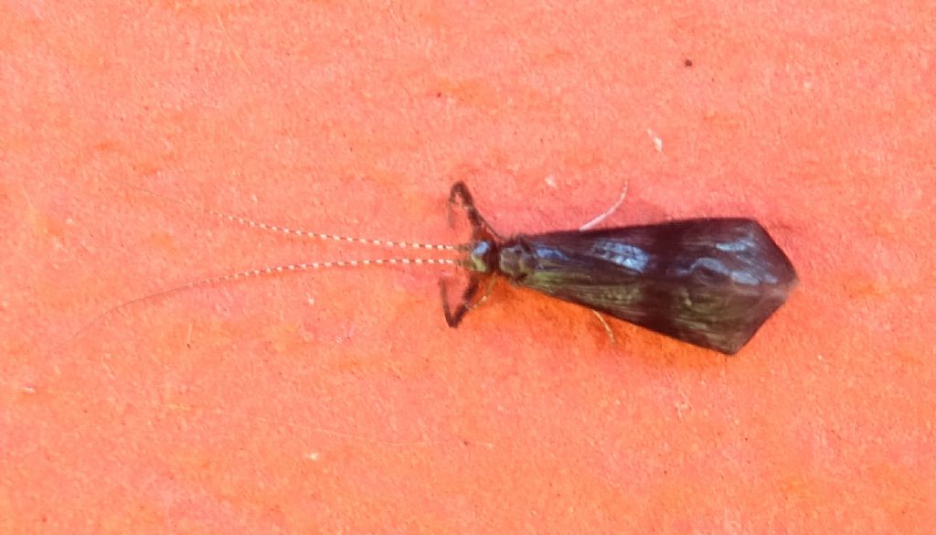 sembra: Mystacides azurea o nigra - Leptoceridae